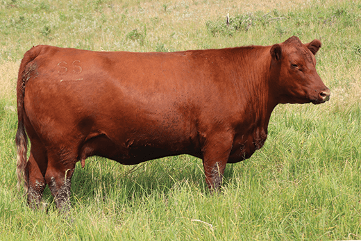 Rwr Angus Ranch Red Angus Ranch Cows